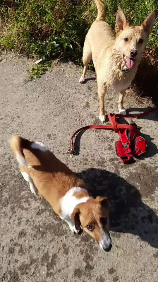 Bester Freund, Hundekumpel - zeigt her!-Beitrag-Bild