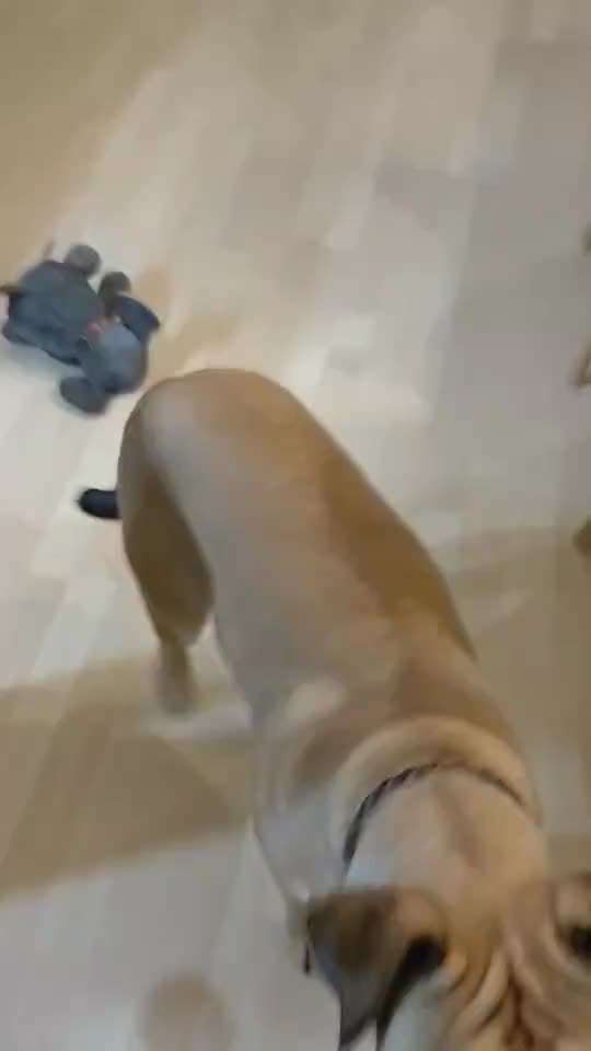 Auflösungskommando mit Loben verwechselt-Beitrag-Bild