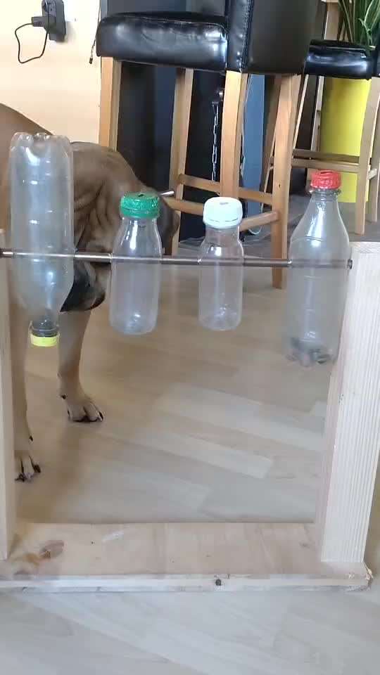 Spiele für Welpen-Beitrag-Bild