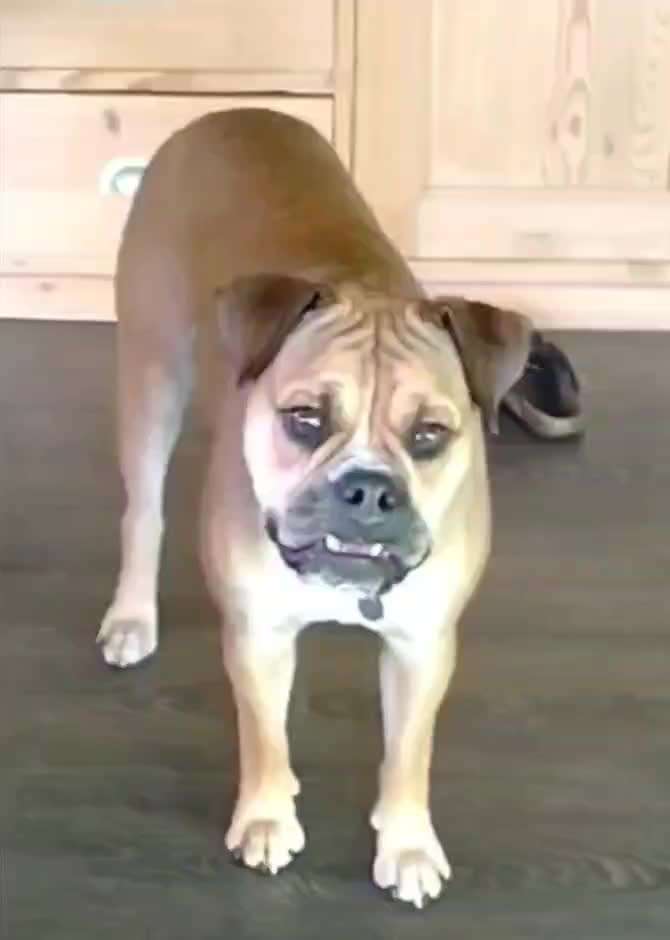 74. Trick-Übung "Leckerli schnappen"-Beitrag-Bild