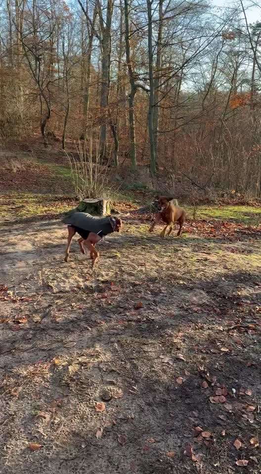 Müssen Hunde manchmal einfach Dinge unter sich ausmachen (dürfen)?-Beitrag-Bild
