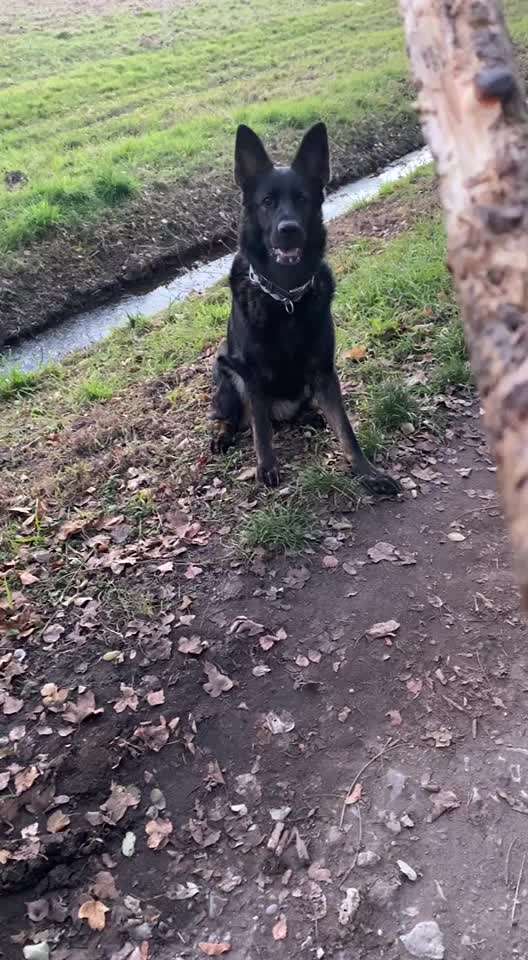 Schäferhund-Beitrag-Bild