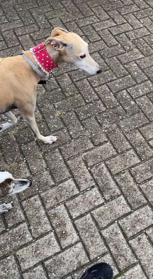 Windhunde - Treffen der besonderen Schönheiten
HERZLICH WILLKOMMEN-Beitrag-Bild