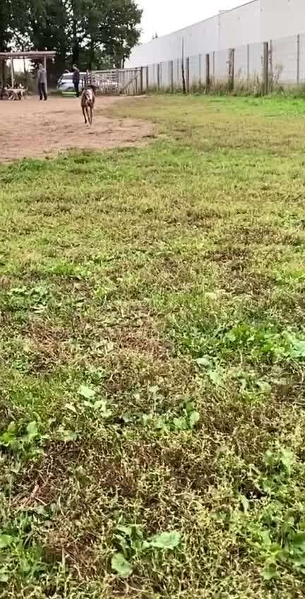 Windhunde - Treffen der besonderen Schönheiten
HERZLICH WILLKOMMEN-Beitrag-Bild