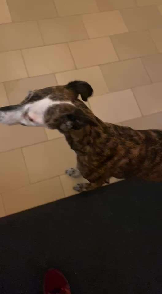 Windhunde - Treffen der besonderen Schönheiten
HERZLICH WILLKOMMEN-Beitrag-Bild