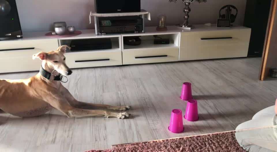 Windhunde - Treffen der besonderen Schönheiten
HERZLICH WILLKOMMEN-Beitrag-Bild