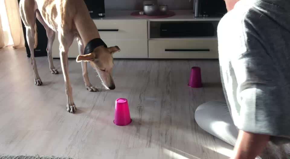 Windhunde - Treffen der besonderen Schönheiten
HERZLICH WILLKOMMEN-Beitrag-Bild