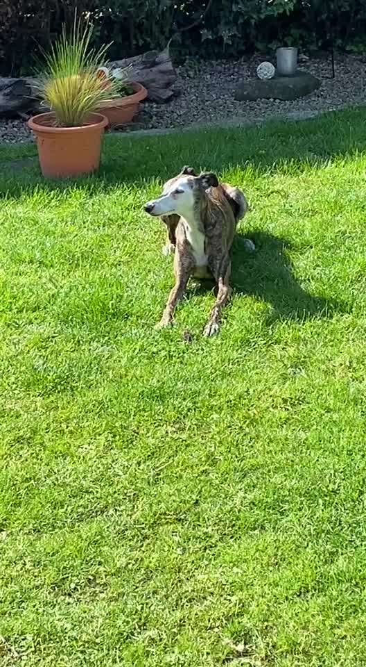 Windhunde - Treffen der besonderen Schönheiten
HERZLICH WILLKOMMEN-Beitrag-Bild