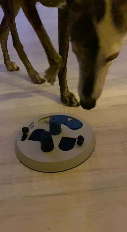 Windhunde - Treffen der besonderen Schönheiten
HERZLICH WILLKOMMEN-Beitrag-Bild