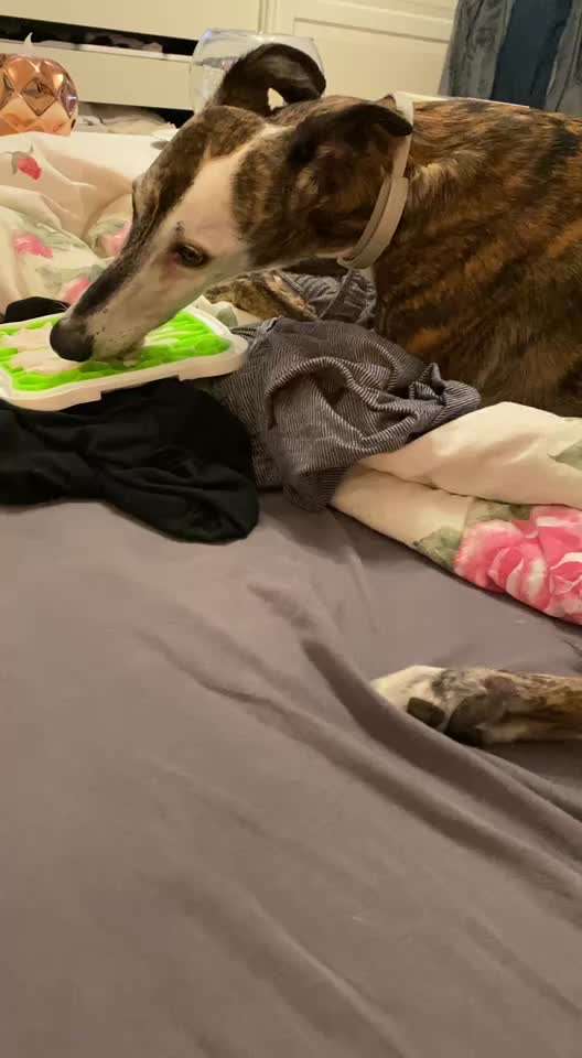 Windhunde - Treffen der besonderen Schönheiten
HERZLICH WILLKOMMEN-Beitrag-Bild