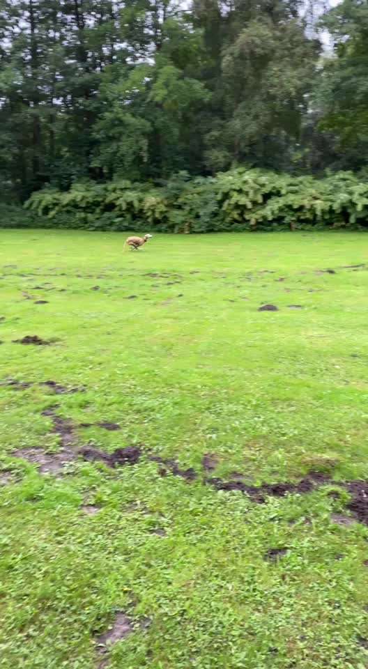 Windhunde - Treffen der besonderen Schönheiten
HERZLICH WILLKOMMEN-Beitrag-Bild