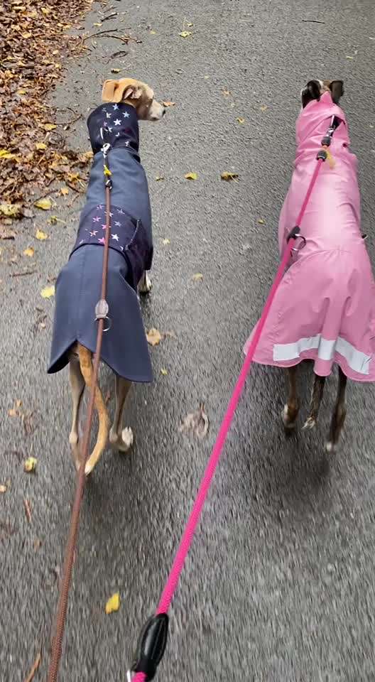 Windhunde - Treffen der besonderen Schönheiten
HERZLICH WILLKOMMEN-Beitrag-Bild