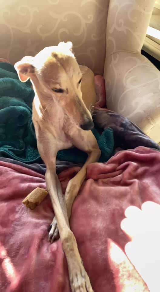 Windhunde - Treffen der besonderen Schönheiten
HERZLICH WILLKOMMEN-Beitrag-Bild