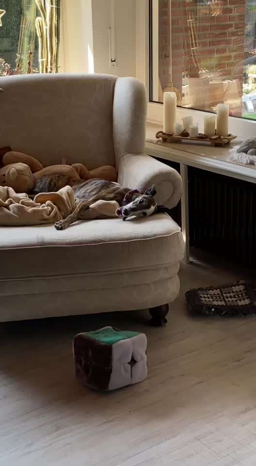 Windhunde - Treffen der besonderen Schönheiten
HERZLICH WILLKOMMEN-Beitrag-Bild