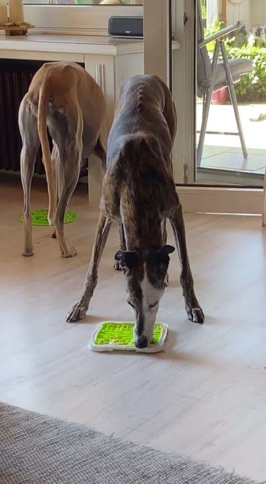 Windhunde - Treffen der besonderen Schönheiten
HERZLICH WILLKOMMEN-Beitrag-Bild