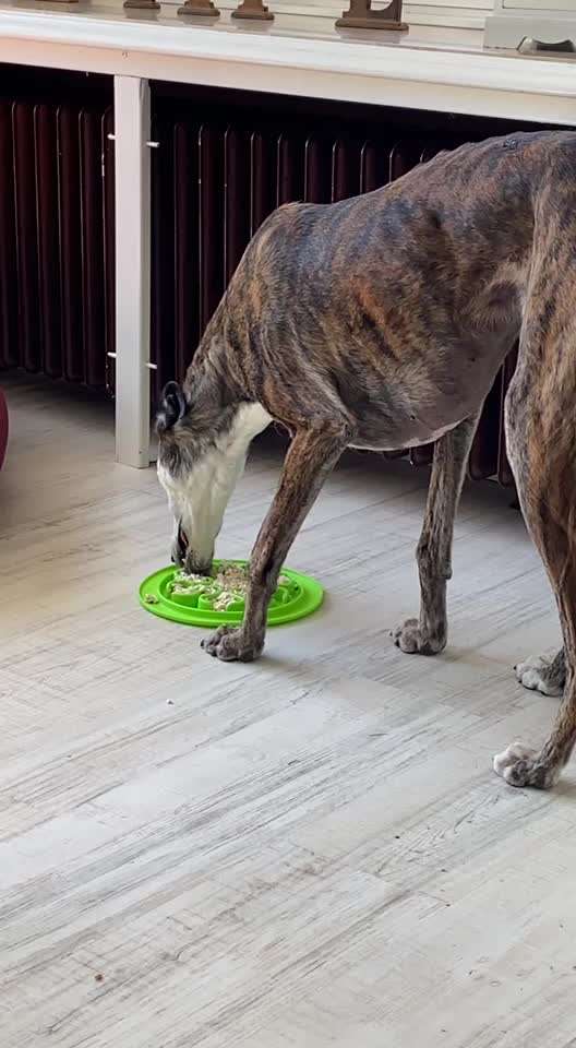 Windhunde - Treffen der besonderen Schönheiten
HERZLICH WILLKOMMEN-Beitrag-Bild