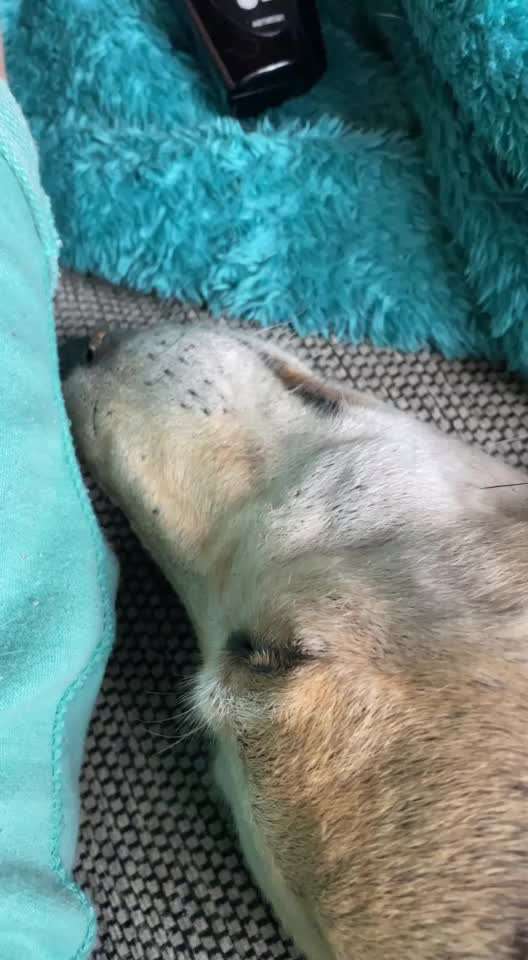 Windhunde - Treffen der besonderen Schönheiten
HERZLICH WILLKOMMEN-Beitrag-Bild