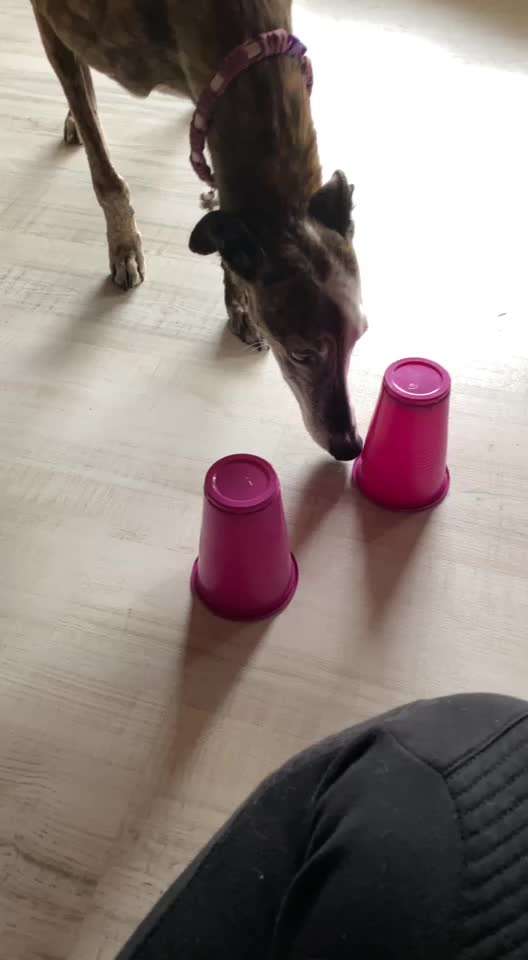 Windhunde - Treffen der besonderen Schönheiten
HERZLICH WILLKOMMEN-Beitrag-Bild