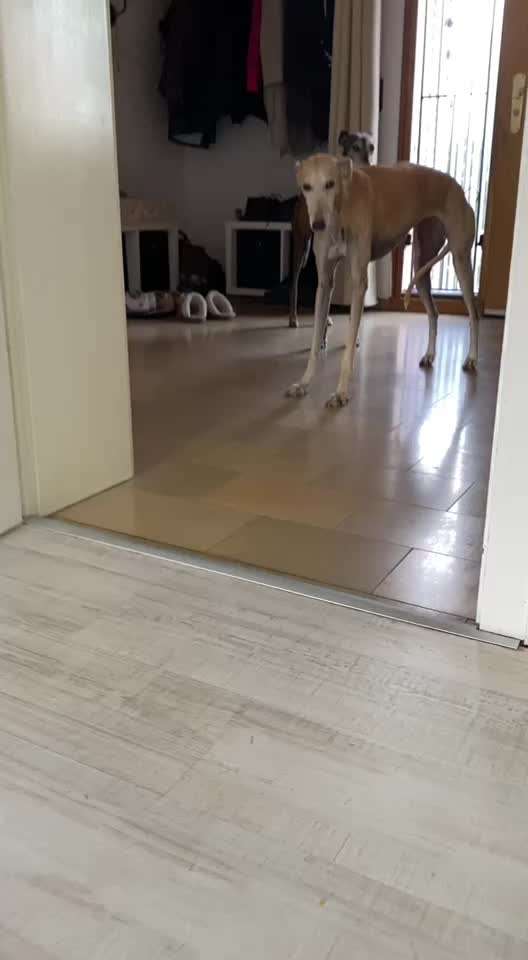 Windhunde - Treffen der besonderen Schönheiten
HERZLICH WILLKOMMEN-Beitrag-Bild