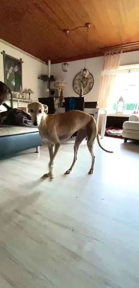 Windhunde - Treffen der besonderen Schönheiten
HERZLICH WILLKOMMEN-Beitrag-Bild