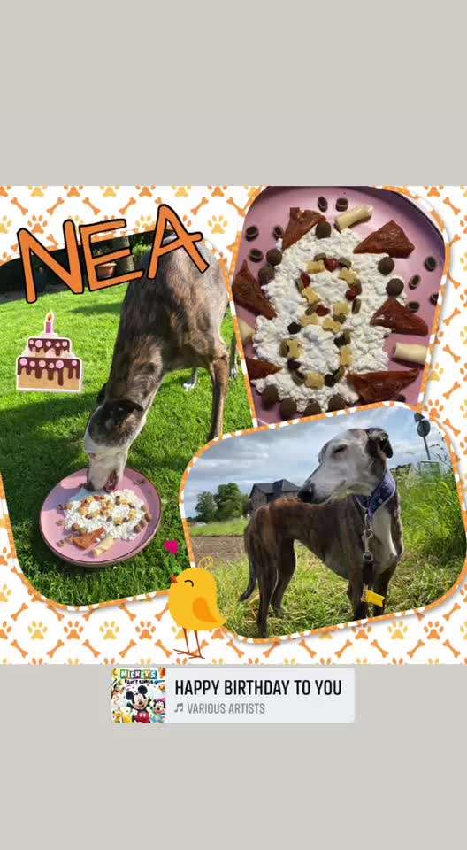 Windhunde - Treffen der besonderen Schönheiten
HERZLICH WILLKOMMEN-Beitrag-Bild