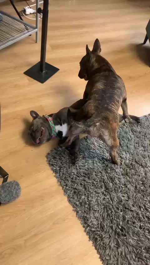 Rassismus bei Hunderassen-Beitrag-Bild