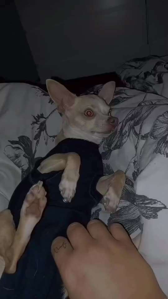 Penisvorfall/Penisprolaps Rüde kastriert-Beitrag-Bild