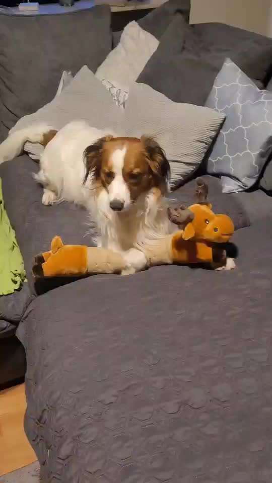 Der Lieblingsplüschi eures Vierbeiners-Beitrag-Bild