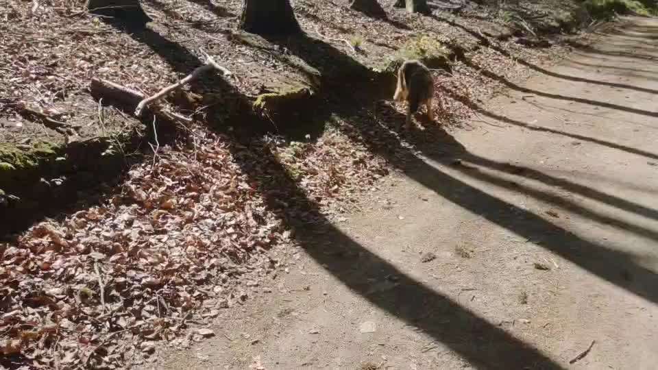 Alles rund um den Schäferhund, diskutieren erwünscht.-Beitrag-Bild