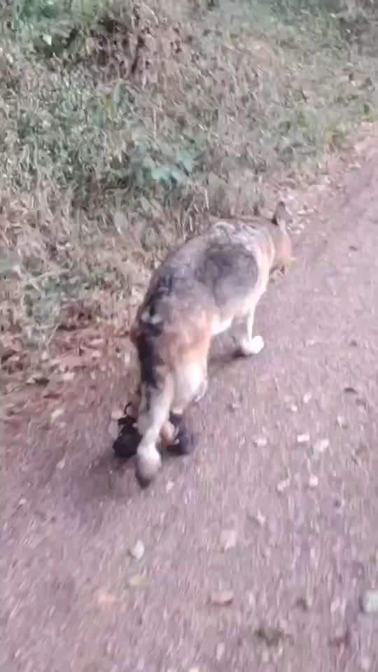 Alles rund um den Schäferhund, diskutieren erwünscht.-Beitrag-Bild