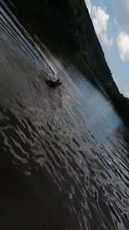 Alles rund um den Schäferhund, diskutieren erwünscht.-Beitrag-Bild