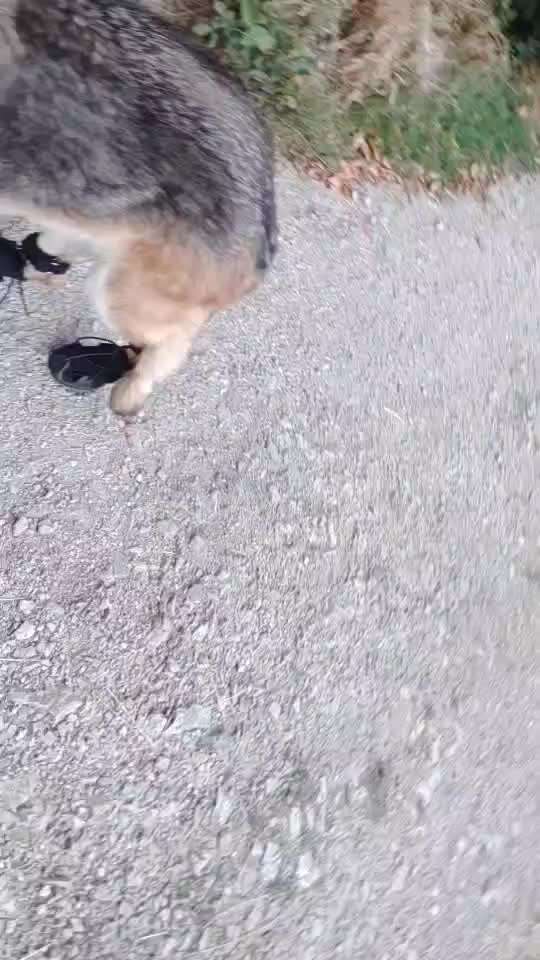 Alles rund um den Schäferhund, diskutieren erwünscht.-Beitrag-Bild