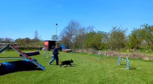 Wer hat einen Kelpie??-Beitrag-Bild