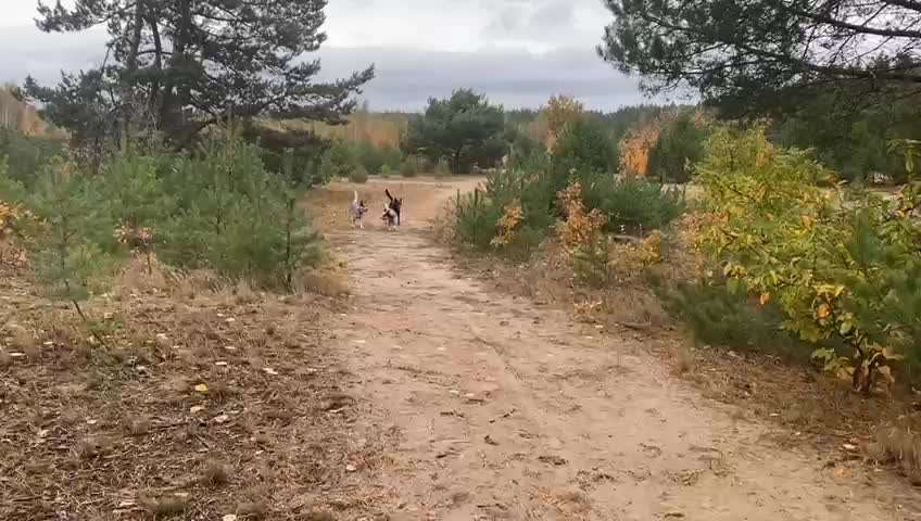 Australian Cattle Dog-Beitrag-Bild