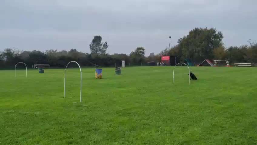 Hoopers Agility-Beitrag-Bild