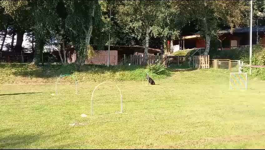 Hoopers Agility-Beitrag-Bild