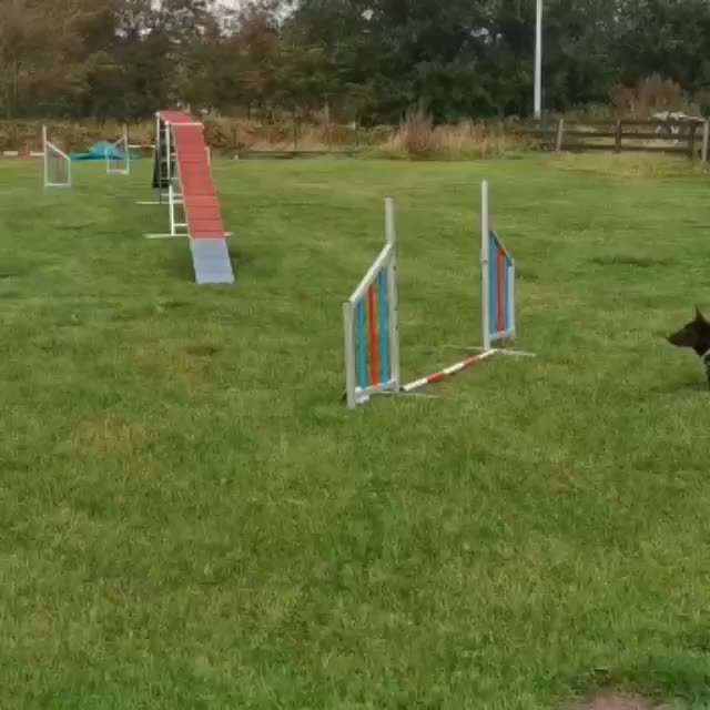 Agility-Beitrag-Bild