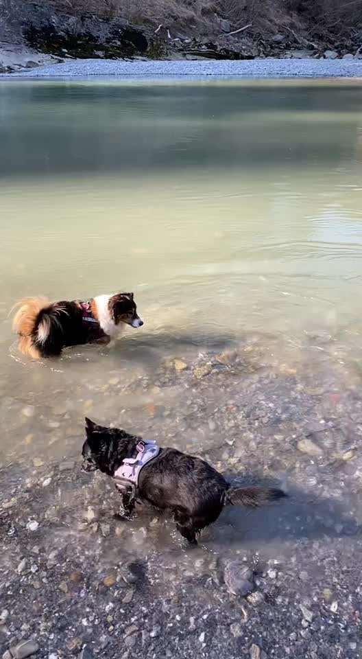 Mischlinge raten - Rätselspaß-Beitrag-Bild