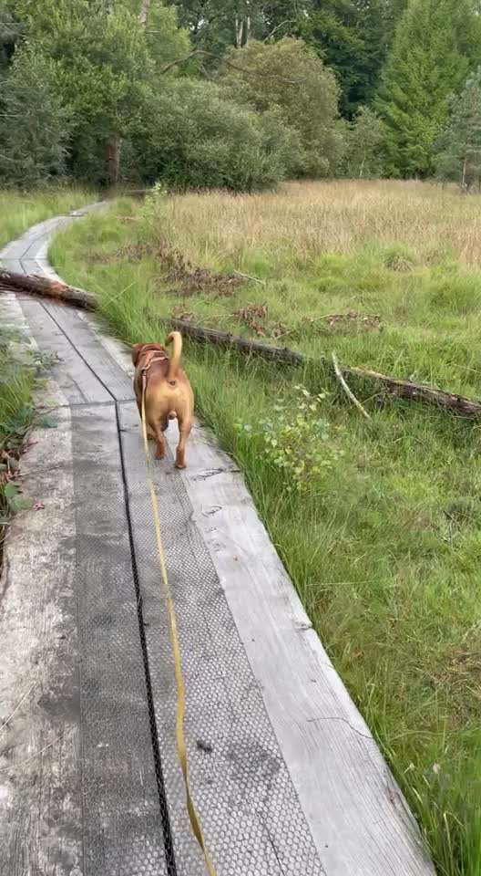 51. Video challenge - Dein Hund beim Spaziergang-Beitrag-Bild