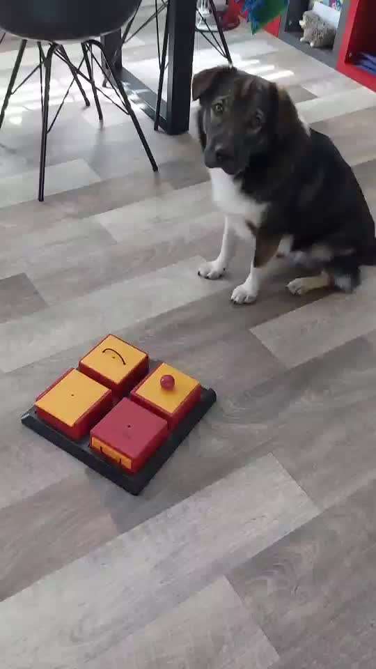 intelligenzspielzeug-Beitrag-Bild