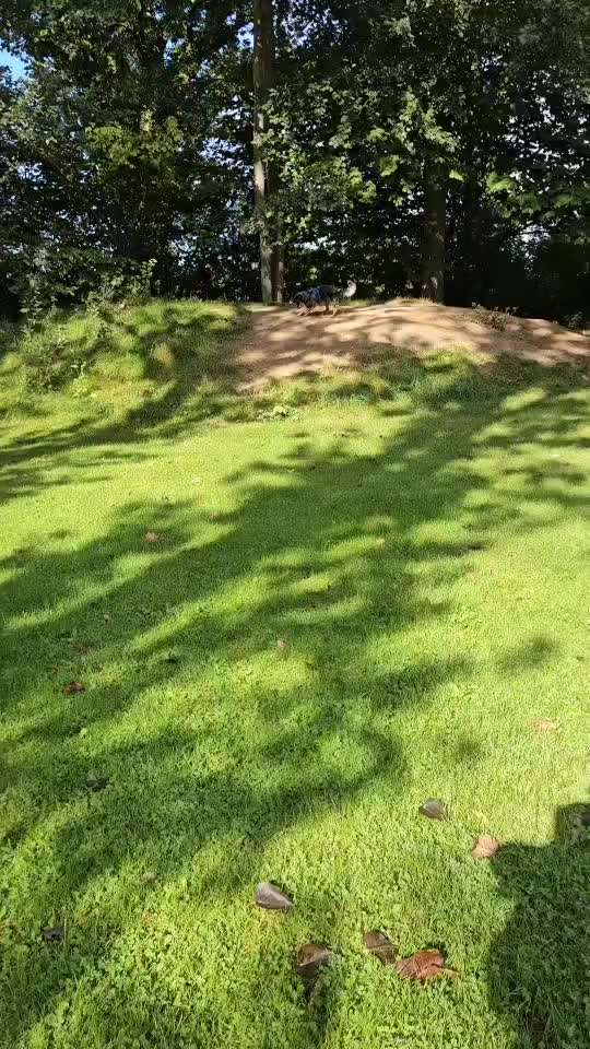 55. Video Challange: lustiges Video/Lieblingsvideo-Beitrag-Bild