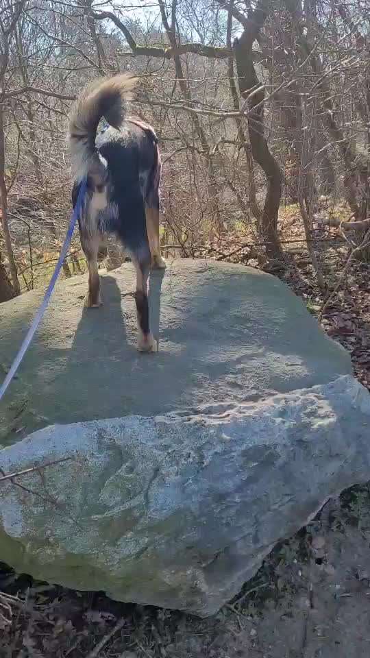 Handy Video Challenge Nr. 38 - Drüber springen-Beitrag-Bild