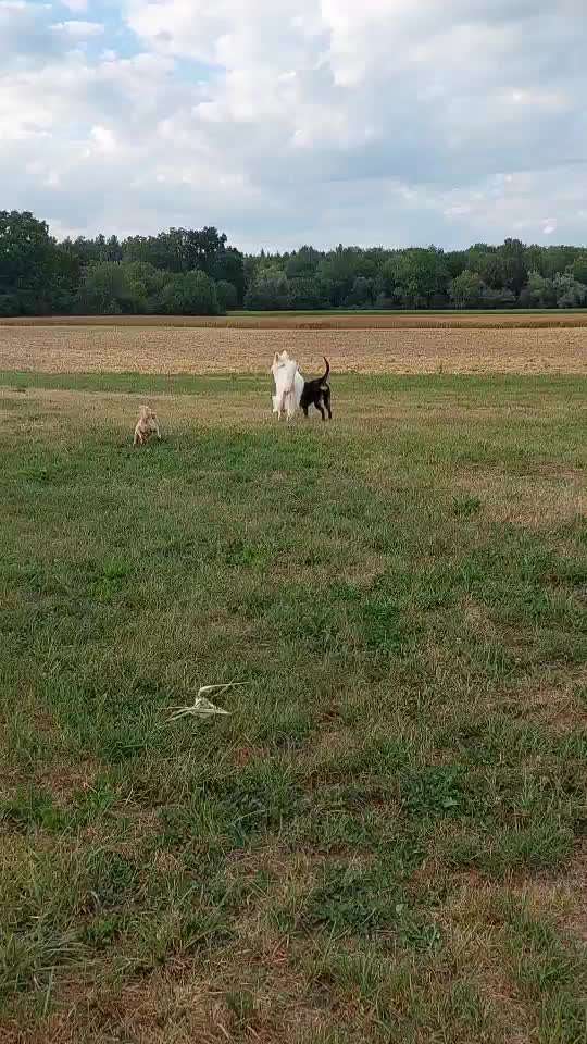 Alles rund um den Schäferhund, diskutieren erwünscht.-Beitrag-Bild