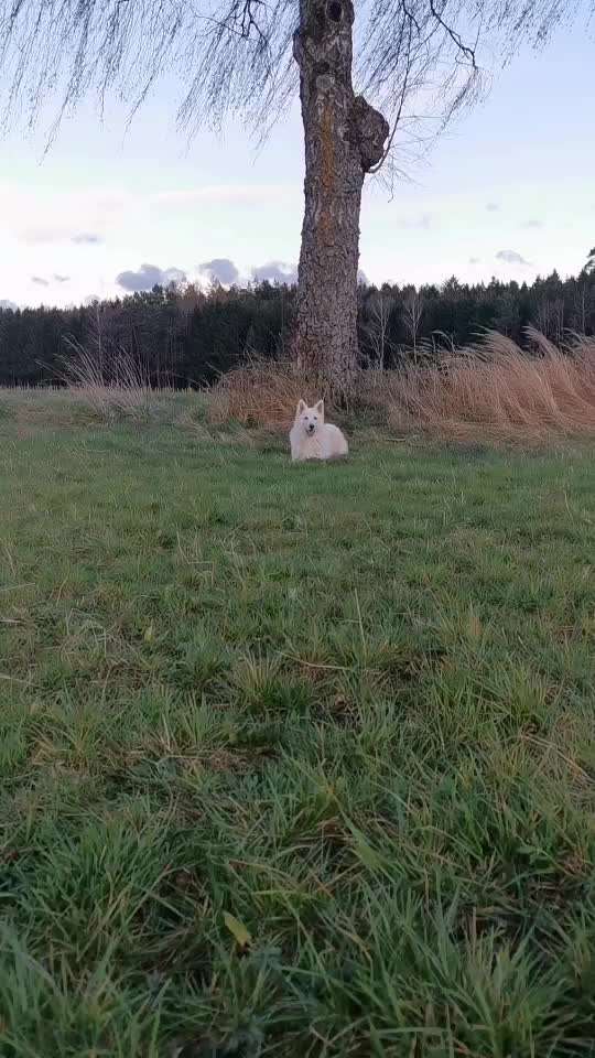 Reinrassige Hunde?-Beitrag-Bild