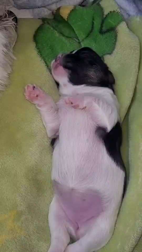 Welpen Bilder !-Beitrag-Bild