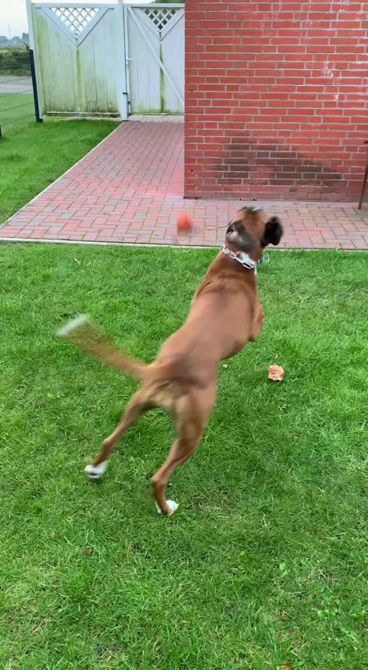 Rassen und ihre Eigenschaften-Beitrag-Bild