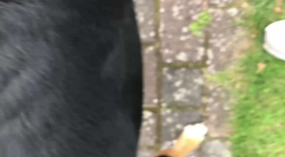 55. Video Challange: lustiges Video/Lieblingsvideo-Beitrag-Bild