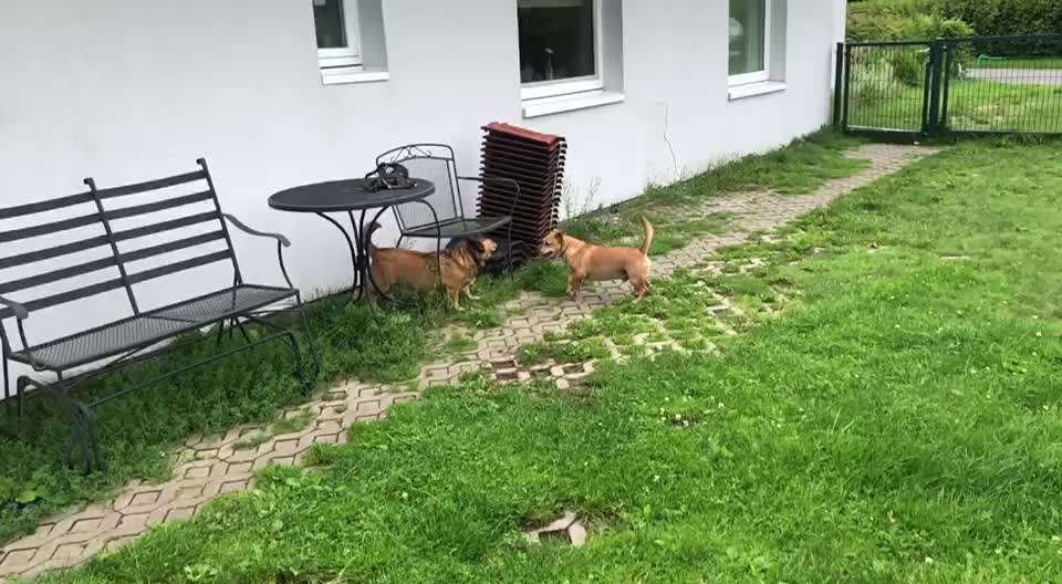 55. Video Challange: lustiges Video/Lieblingsvideo-Beitrag-Bild