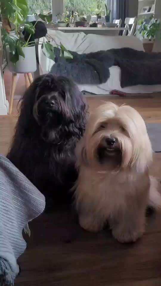 Tibet Terrier-Beitrag-Bild