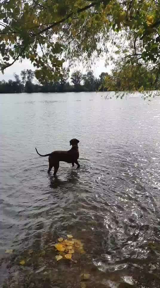 Rhodesian Ridgeback-Beitrag-Bild